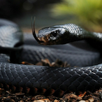 SnakeEyes.-.'s Avatar'