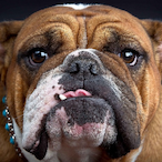 TheBarker12's Avatar'