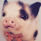 Pig_OfDeath's Avatar'