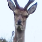 ianf526's Avatar'