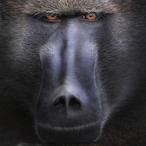 Black_Baboon_'s Avatar'