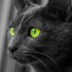 biennial_barrel5's Avatar'