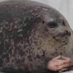 feddy_fazbear2's Avatar'