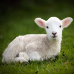 BabySheep..'s Avatar'