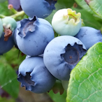 Blueberry._.'s Avatar'