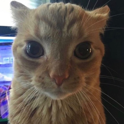 Gachalifenjoyer