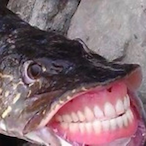 aStinkyFish's Avatar'