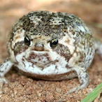 VeryAngryFrog_'s Avatar'