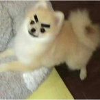 JumpyLion18's Avatar'