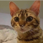 IIllmeowllII's Avatar'