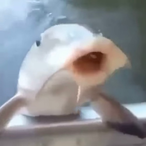 BabaBooey438's Avatar'