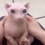 RangerFlipDaddy's Avatar'