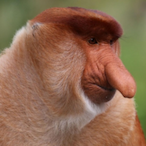 Cockster.Ape's Avatar'