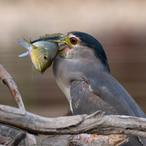 LittIeAsianBoy's Avatar'