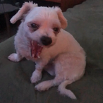 Pada1Josue's Avatar'