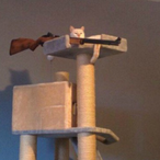 Danger_Cat_'s Avatar'