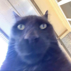 bean.zoldyck's Avatar'