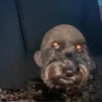 jacksmydog's Avatar'