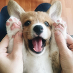 Corgi_.'s Avatar'