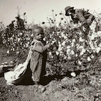 Cotton.Grower's Avatar'