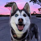 wodabuzhong's Avatar'
