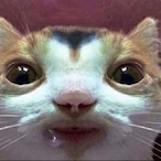 Pancakepall's Avatar'
