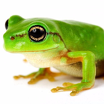 FunkyFrog11's Avatar'