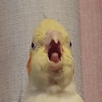 Litton JR 11's Avatar'