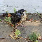 ABraindeadBird's Avatar'