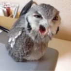 Owl0207's Avatar'