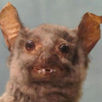 sniff.my.toes's Avatar'