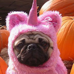 PugChungus's Avatar'