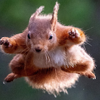 RougeSquirrel92's Avatar'