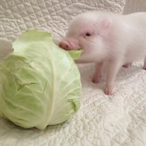 QAQ-pig's Avatar'