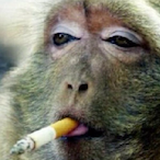 OJ_chimpson's Avatar'