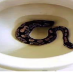 T_Snake.TOROCZ's Avatar'