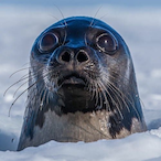 SilentKilla4221's Avatar'