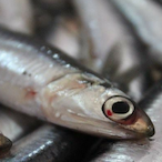 Sr.Bokeron's Avatar'