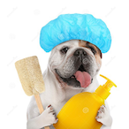 WashedDog's Avatar'