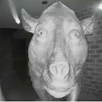 KoHHop6037's Avatar'