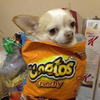 Chipsssz's Avatar'