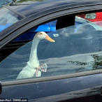 Duck_in_a_car's Avatar'