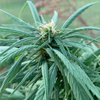 passthatgas's Avatar'