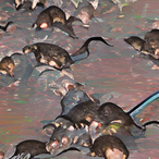 SwarmOfRats's Avatar'