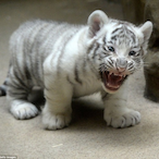 Tigeranghub's Avatar'