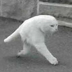 InfernoBeGulpin's Avatar'