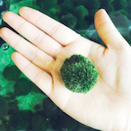 Thereal37962's Avatar'