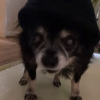 NihowMishubishi's Avatar'