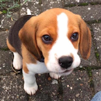 BeagIe's Avatar'