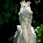 Static gNs's Avatar'